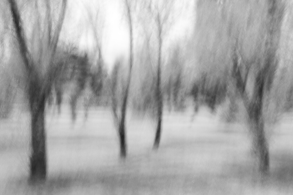 Grove of Trees ICM by nickspicsnz