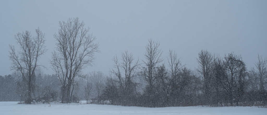 Trees in snow by darchibald