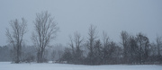 12th Feb 2025 - Trees in snow