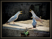 13th Feb 2025 - Choir practice