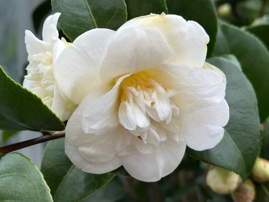 Camellia by 365projectmaxine