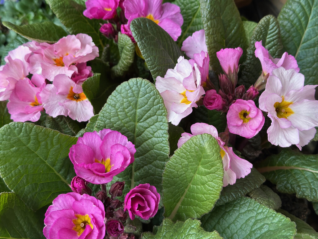 Primula by 365projectmaxine