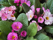 13th Feb 2025 - Primula