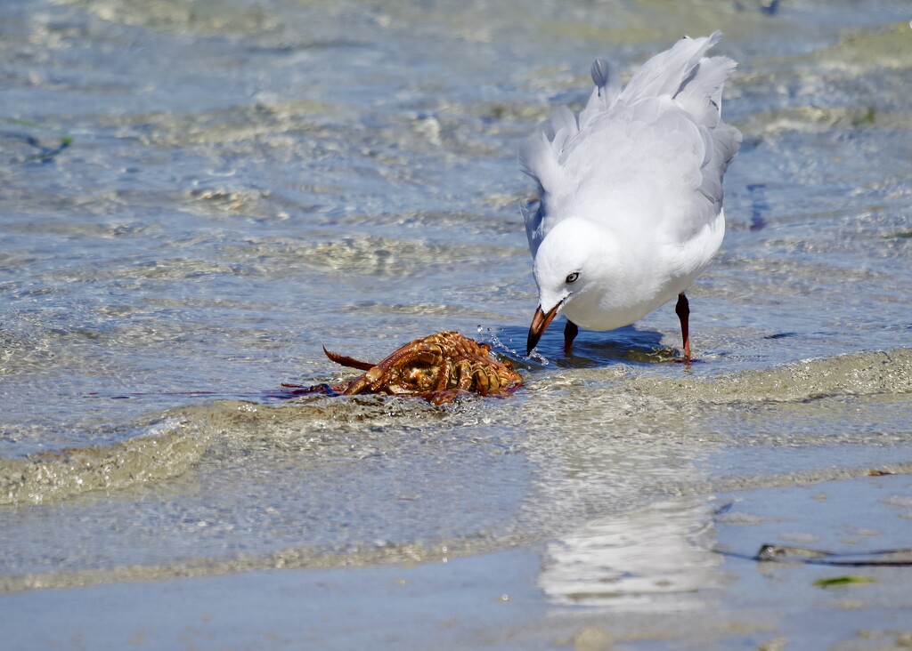 That Bit  Didn't Taste Very Good P2131356 by merrelyn