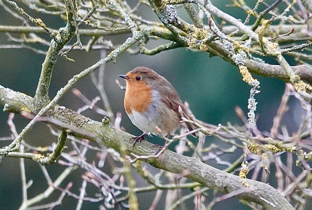 Garden Robin by carole_sandford