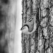 1st Feb 2025 - White Breasted Nuthatch 