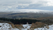 13th Feb 2025 - spot the dog