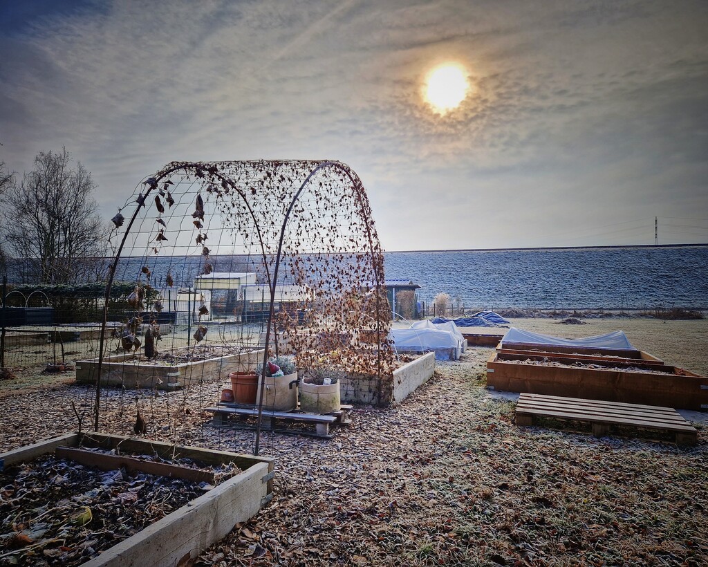 My winter garden by duska