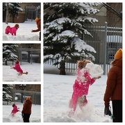 13th Feb 2025 - Catching Snowballs