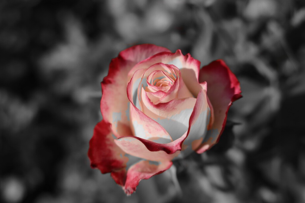 Red Rose by leggzy