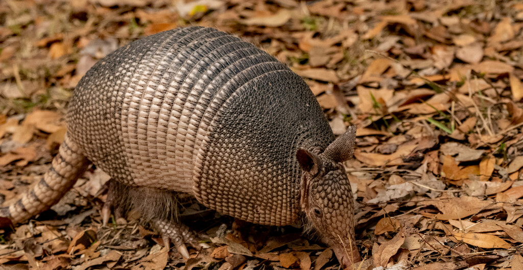 Armadillo Doing His Thing! by rickster549