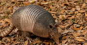13th Feb 2025 - Armadillo Doing His Thing!