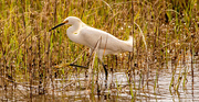 13th Feb 2025 - Snowy Egret Stepping Proudly!