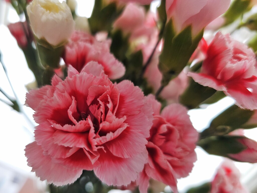 Carnation by edorreandresen