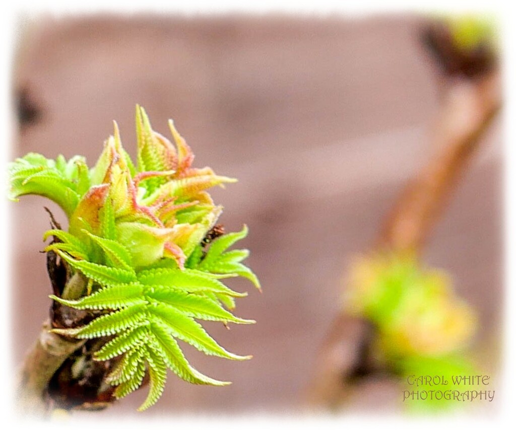 New Growth by carolmw