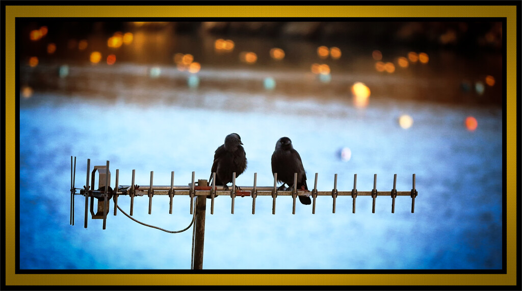 Love birds by swillinbillyflynn