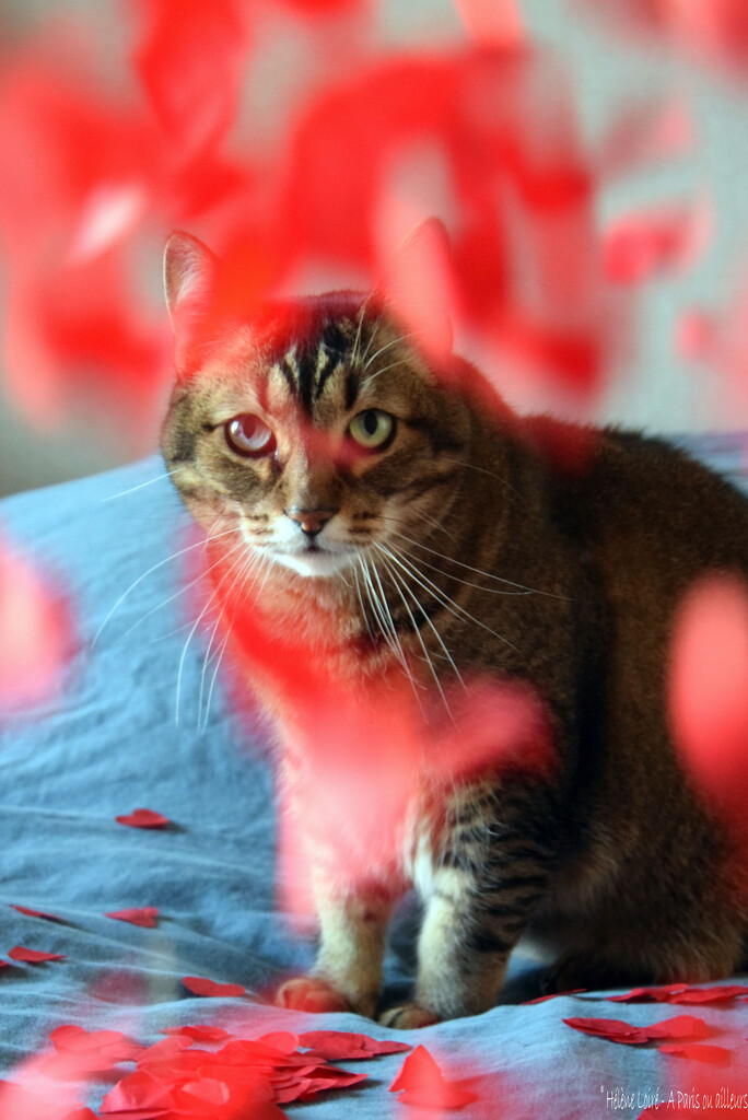 Happy Valentine's day by parisouailleurs