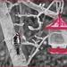 Downy Woodpecker Male by gardencat
