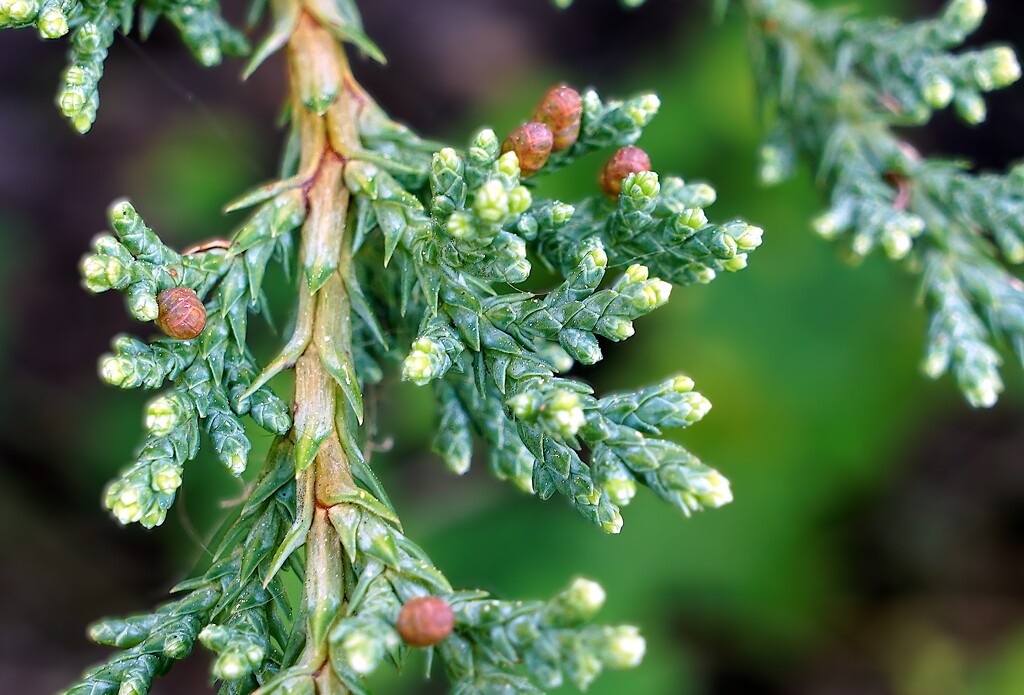 Juniper  by photohoot
