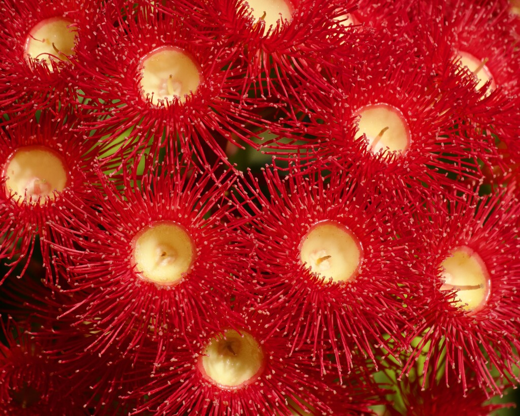 A Red Flowering Gum For Valentine's Day P2141425 by merrelyn