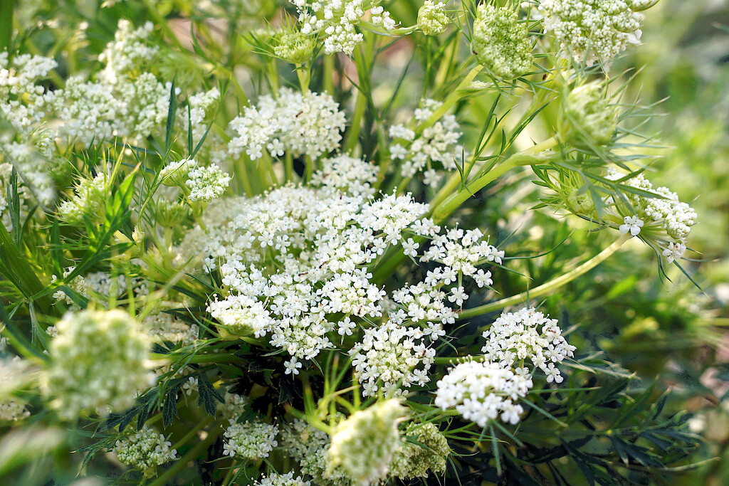Carrot Top Blooms by photohoot