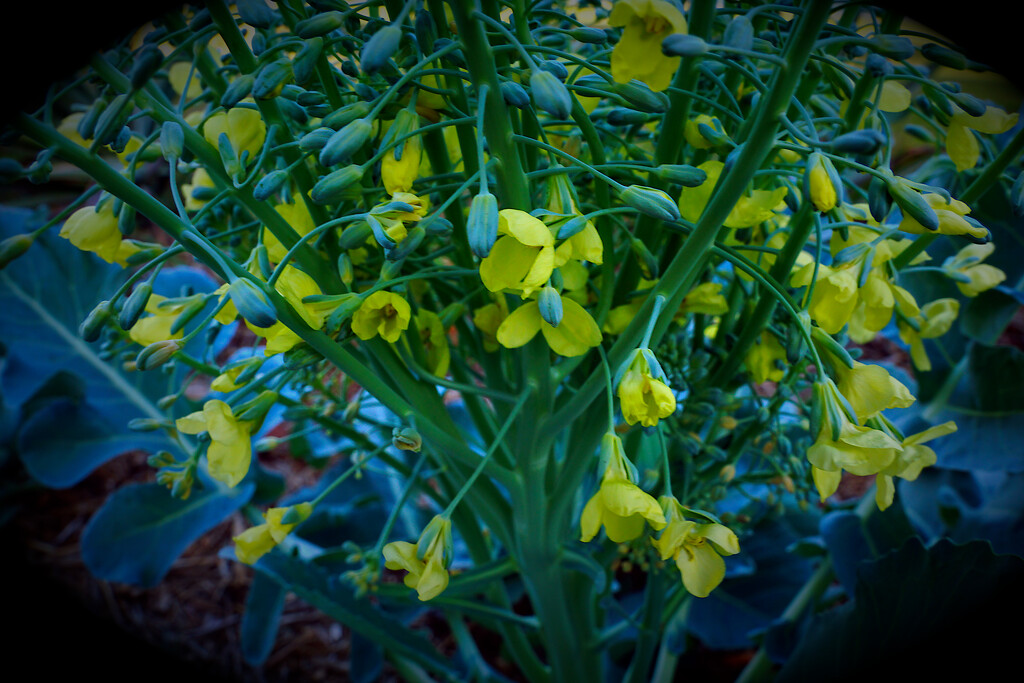 Broccoli Bouquet  by photohoot