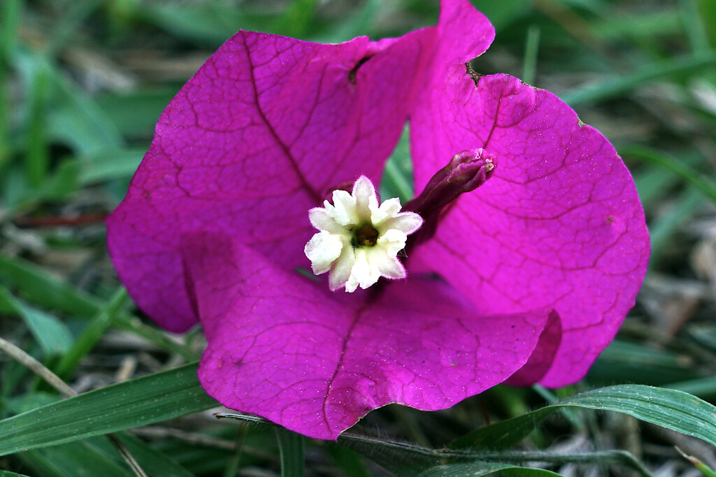 Bougainvillea by photohoot