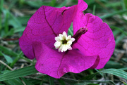 14th Feb 2025 - Bougainvillea