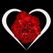 Happy Valentine’s Day by shutterbug49