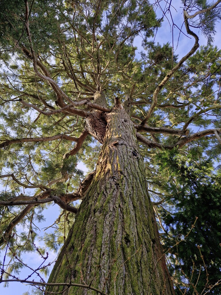 English Redwood by dragey74