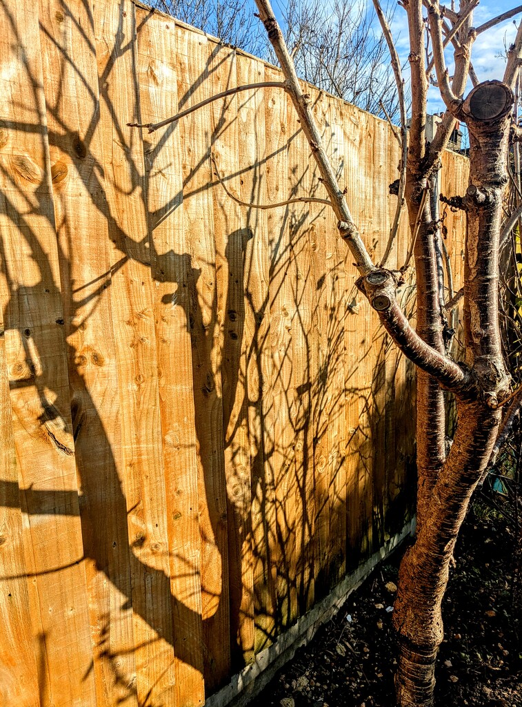 Cherry tree shadow  by boxplayer