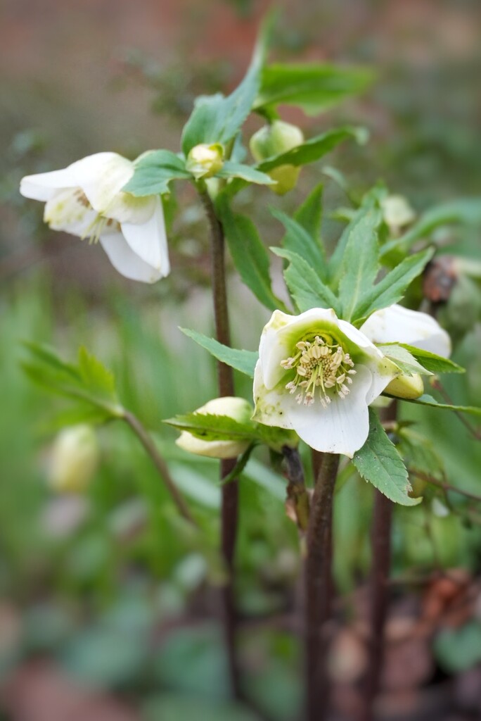 Not My Hellebores by 30pics4jackiesdiamond
