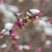 A bit of color in winter by haskar