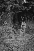 13th Feb 2025 - If you go down to the woods today