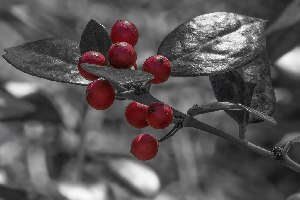 Flash of Red by k9photo