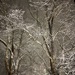 Frozen Limbs