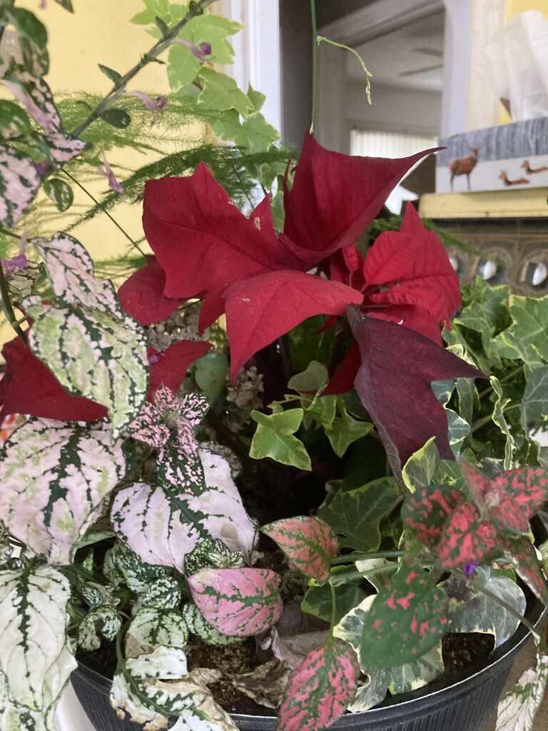 Pretty Plants by spanishliz