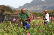 2nd Feb 2011 - Flower Farmers