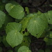 Kawakawa