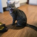 Cat with shoes