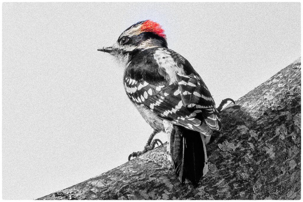 Downy Woodpecker by kvphoto