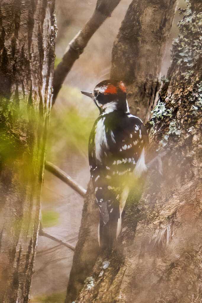 Hairy Woodpecker  by kvphoto