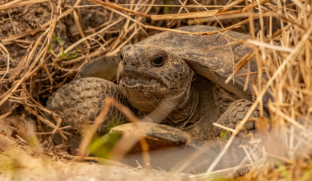 Gopher Tortoise Coming Out to Check Things Out! by rickster549