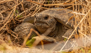 14th Feb 2025 - Gopher Tortoise Coming Out to Check Things Out!