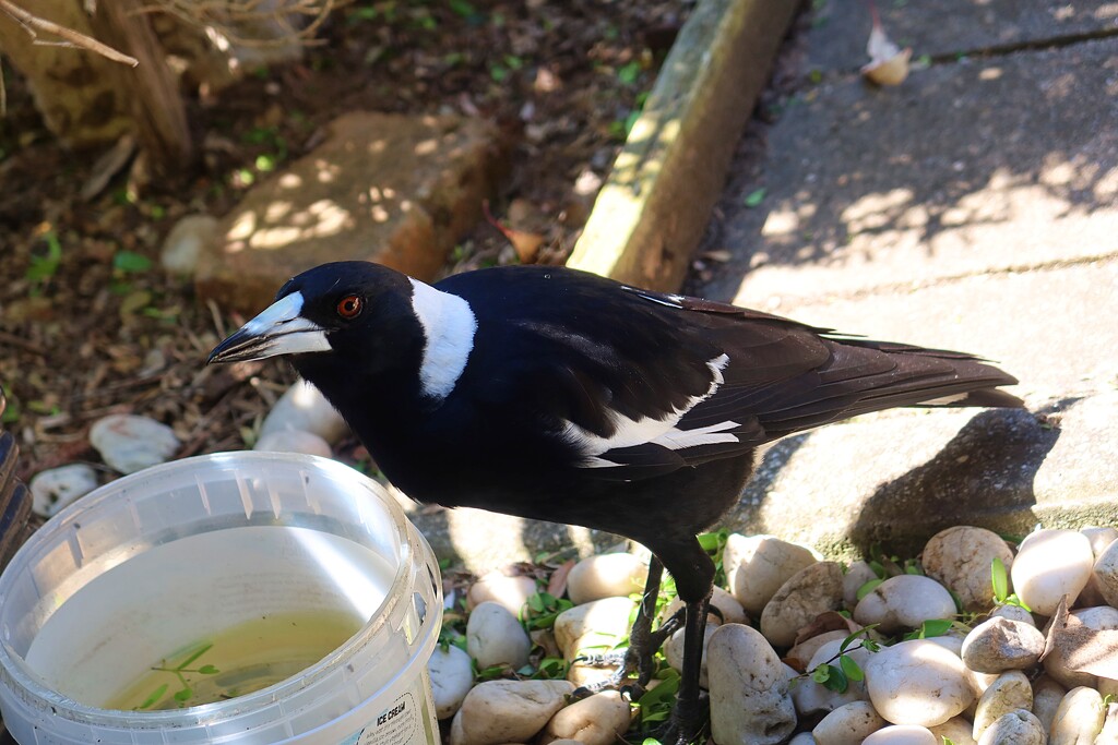 The thirsty magpie by leggzy