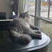 I own the piano