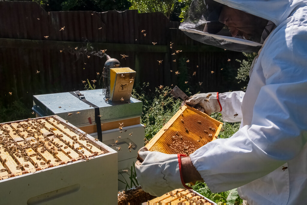 Beehive Check by helenw2