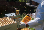 15th Feb 2025 - Beehive Check