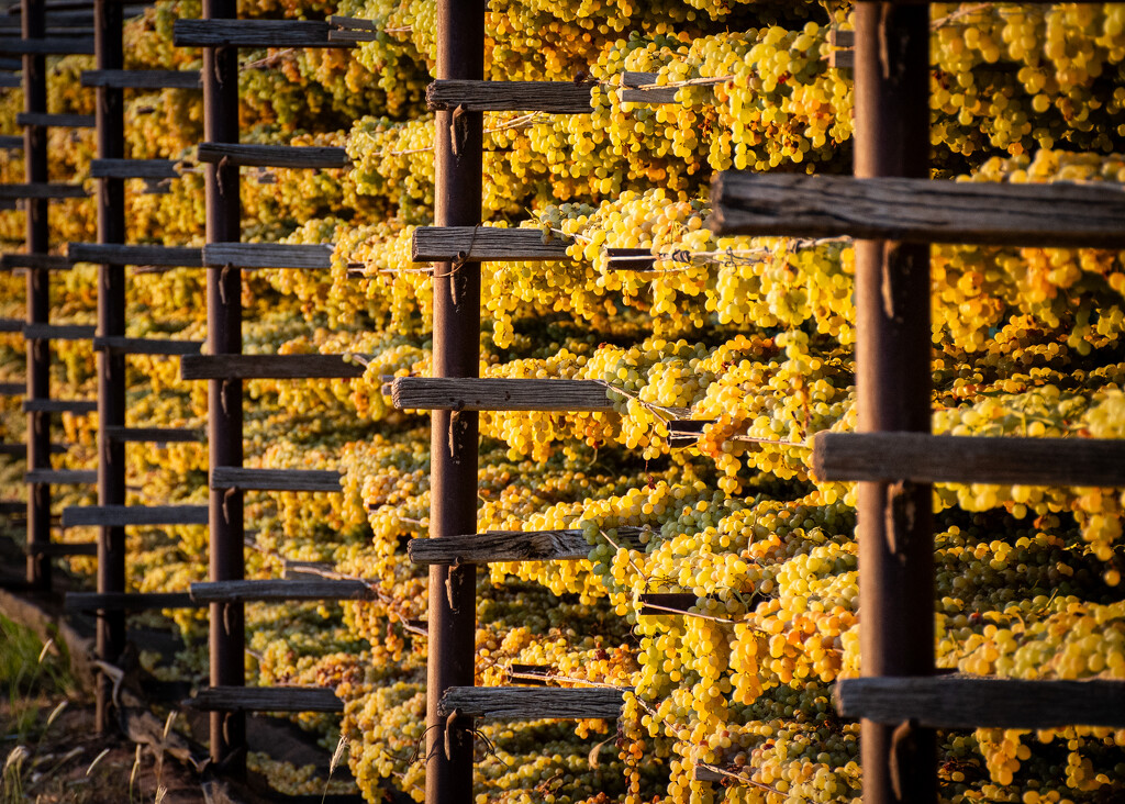 Drying racks for grapes by nannasgotitgoingon