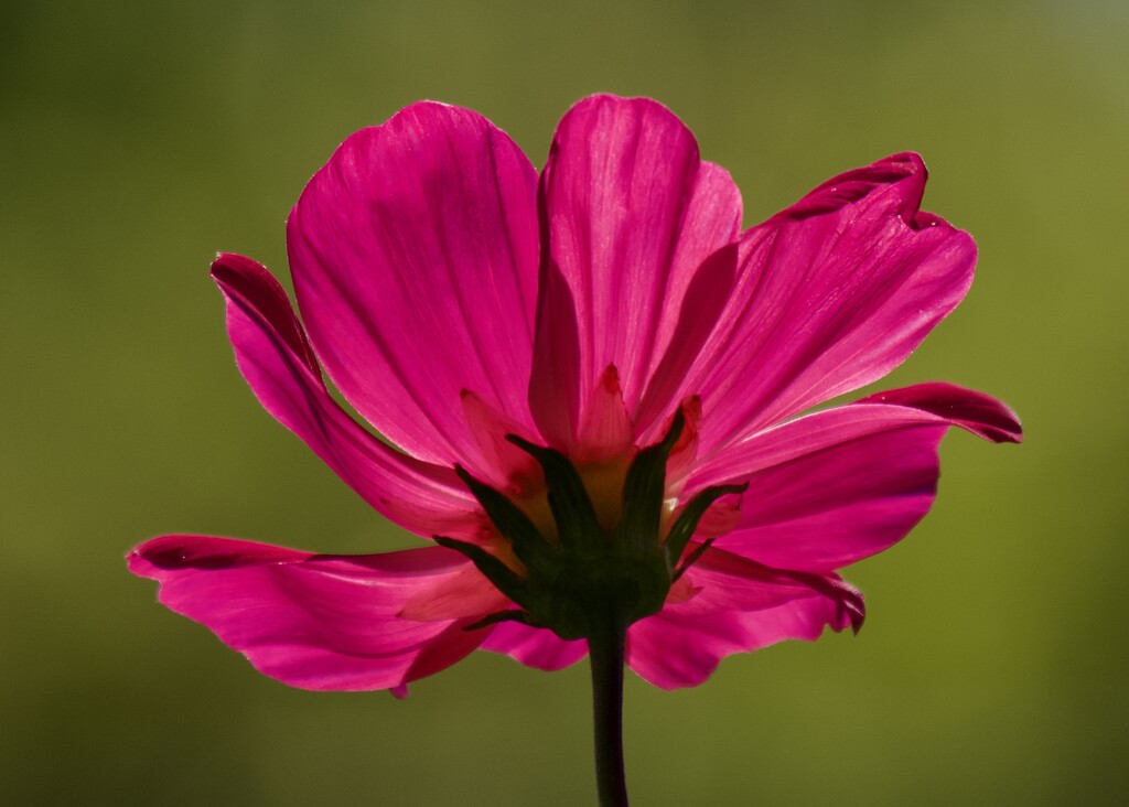 Backlit Cosmos P2151486 by merrelyn